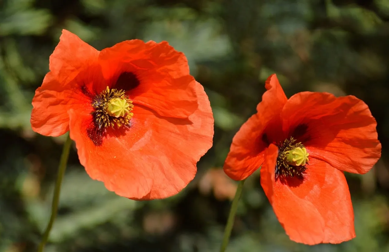 Vibrant Red Poppies: Summer's Delicate Floral Beauty