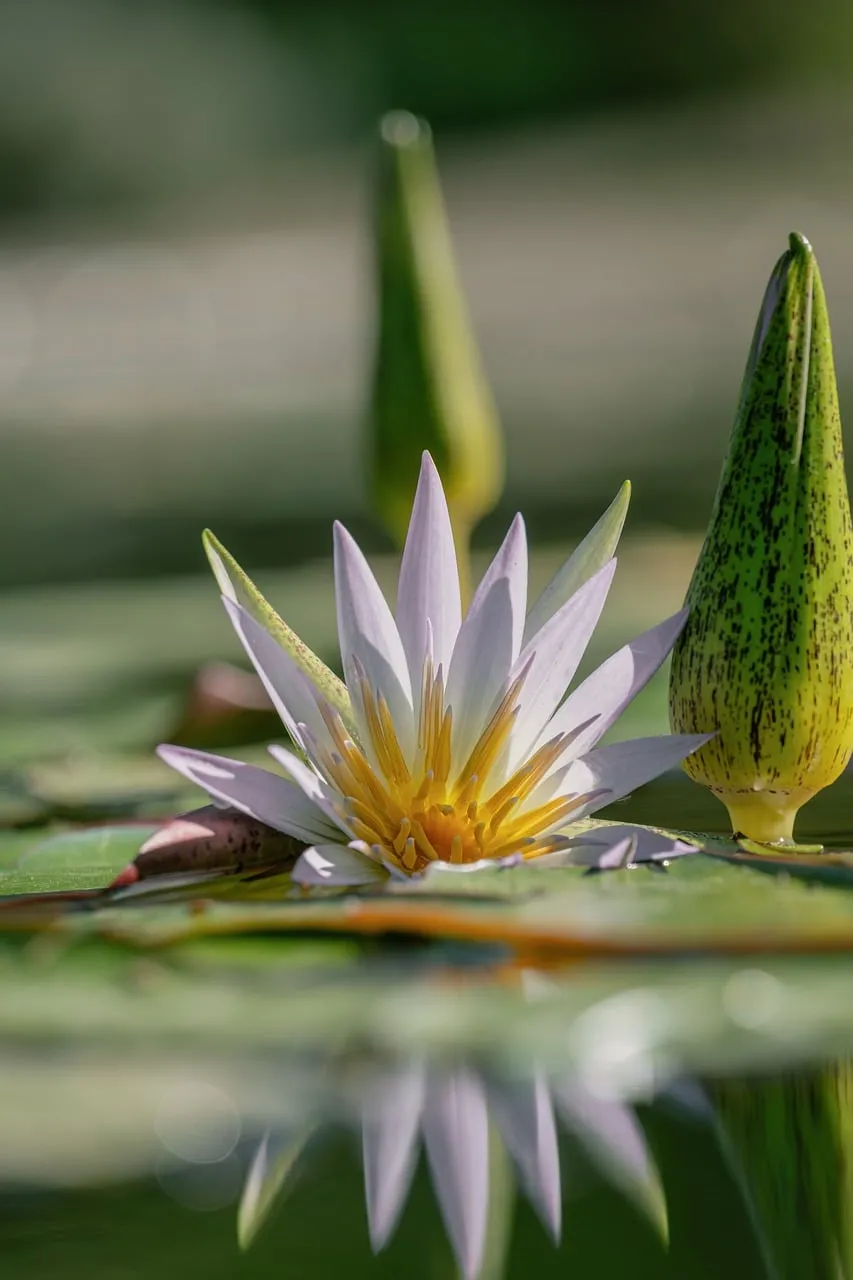 Serene Water Lily: Purple Bloom with Golden Heart