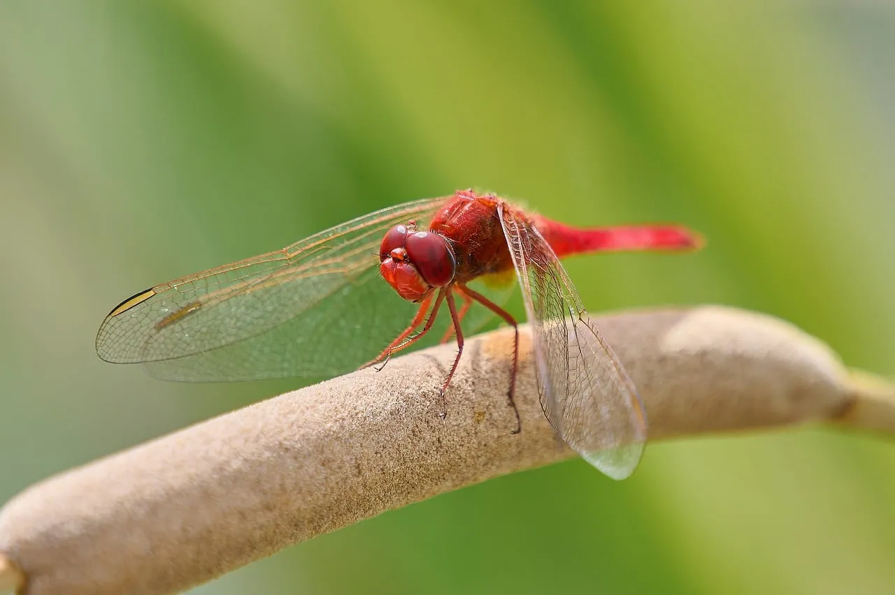 Vibrant Red Dragonfly Perched on a Twig in Spring