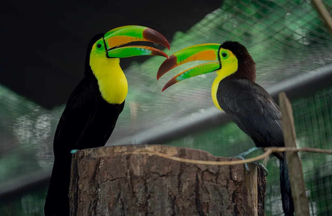 Vibrant Tropical Toucans: A Symphony of Colors