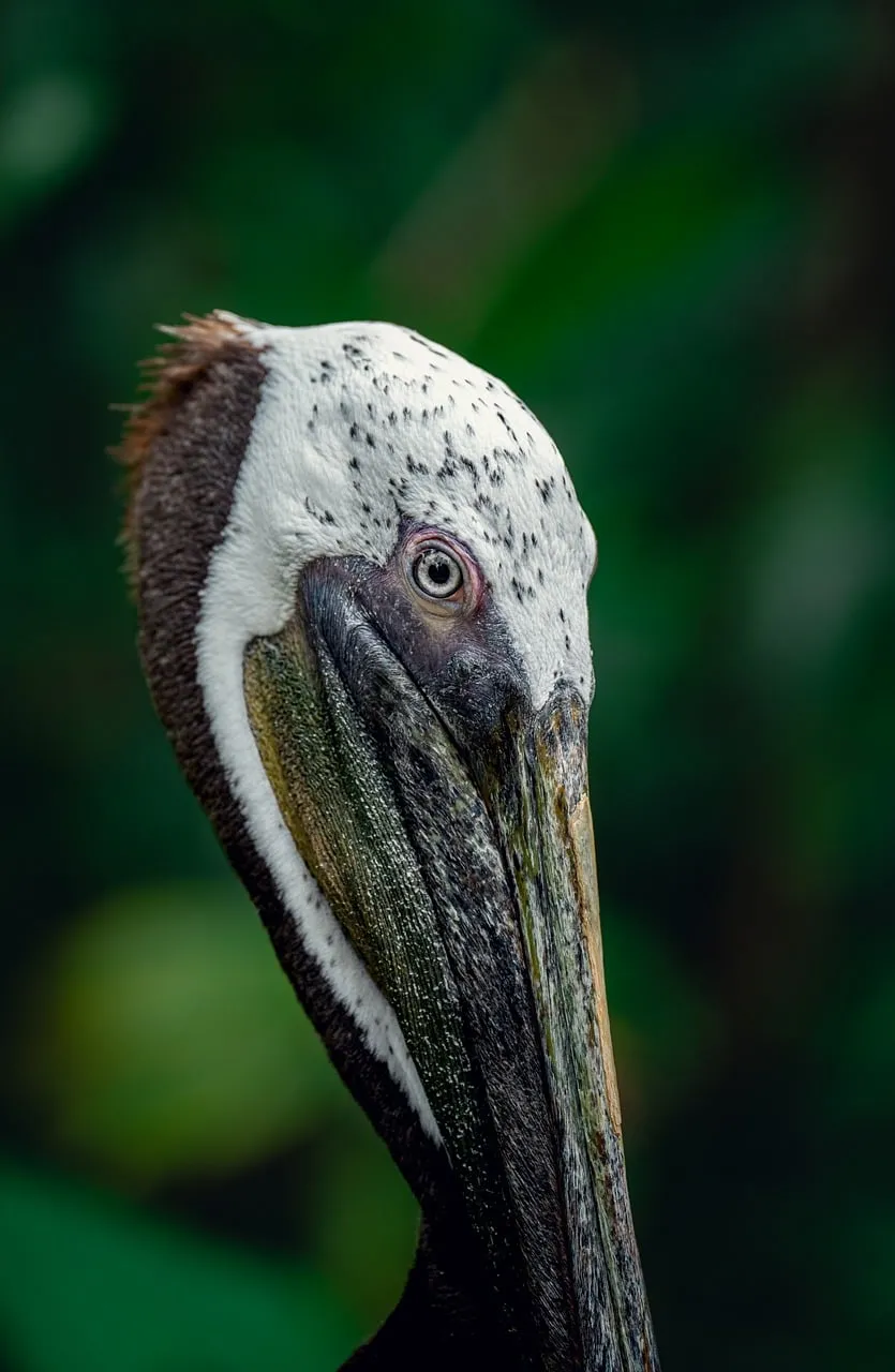 Striking Pelican Profile: Nature's Intricate Beauty Up Close
