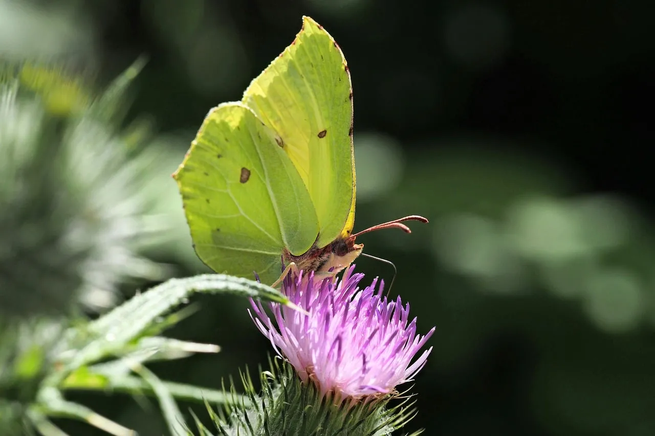 Vibrant Yellow Brimstone Butterfly on Thistle Flower