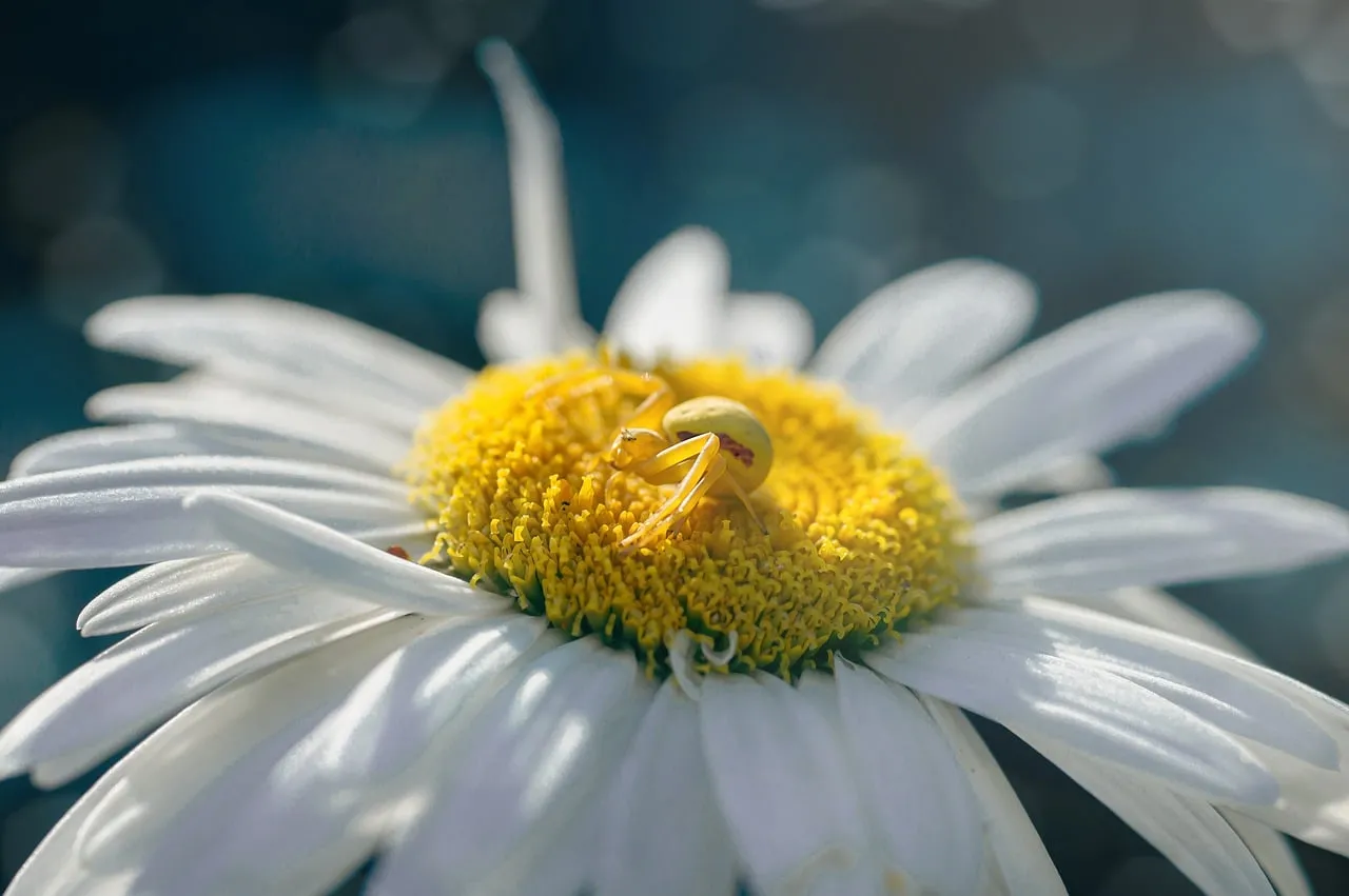 Vibrant Daisy Macro: Spider's Hidden Beauty