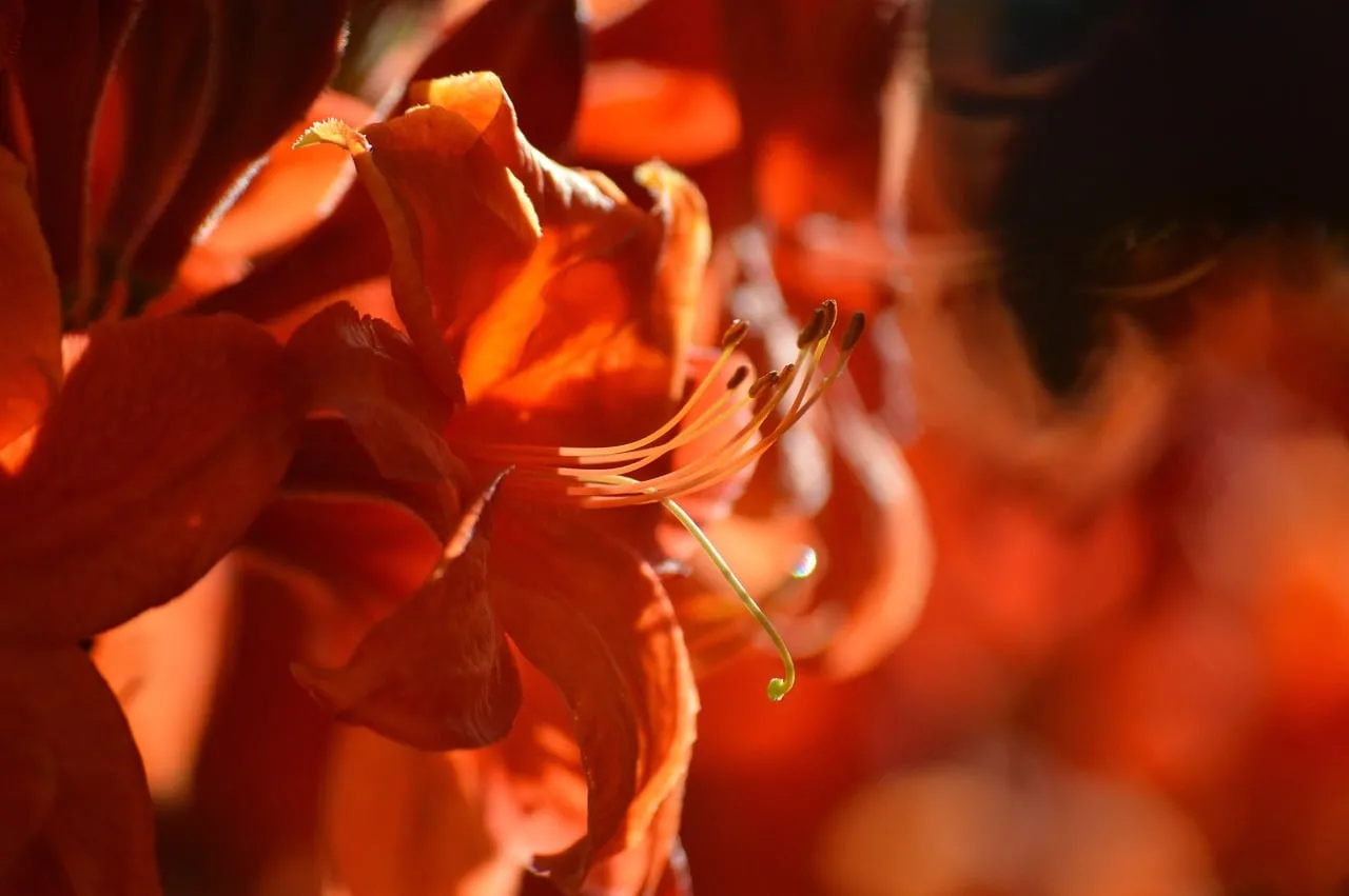 Vibrant Orange Daylily: A Summer's Warm Embrace