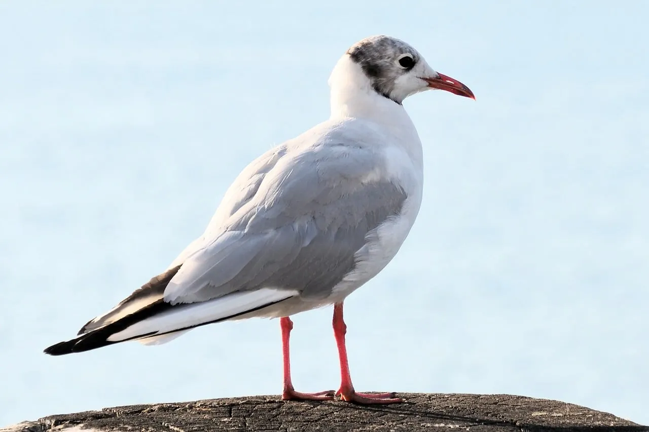 Majestic Seabird: Elegant Black-Headed Gull on a Summer Shore