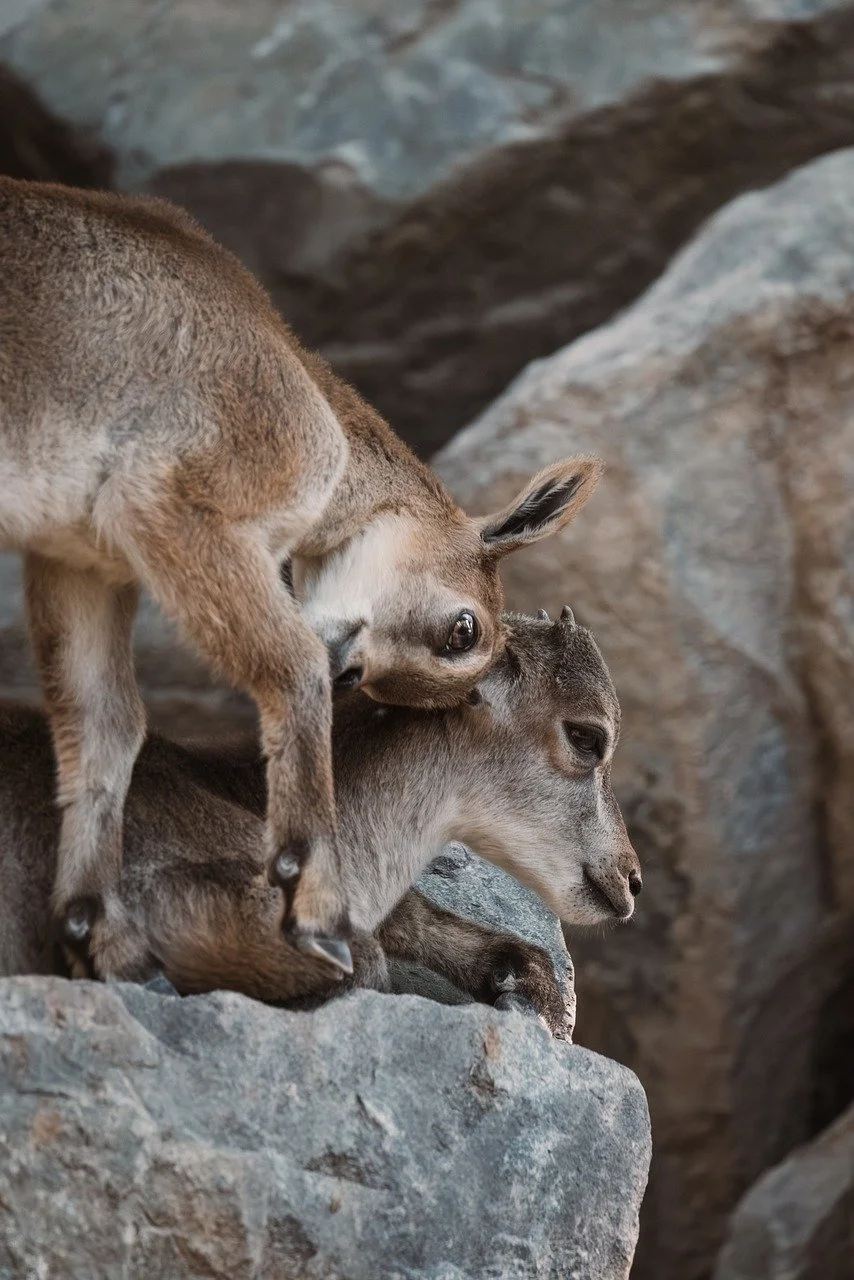 Playful Ibex Kids on Rocky Peaks: Alpine Wildlife Scene