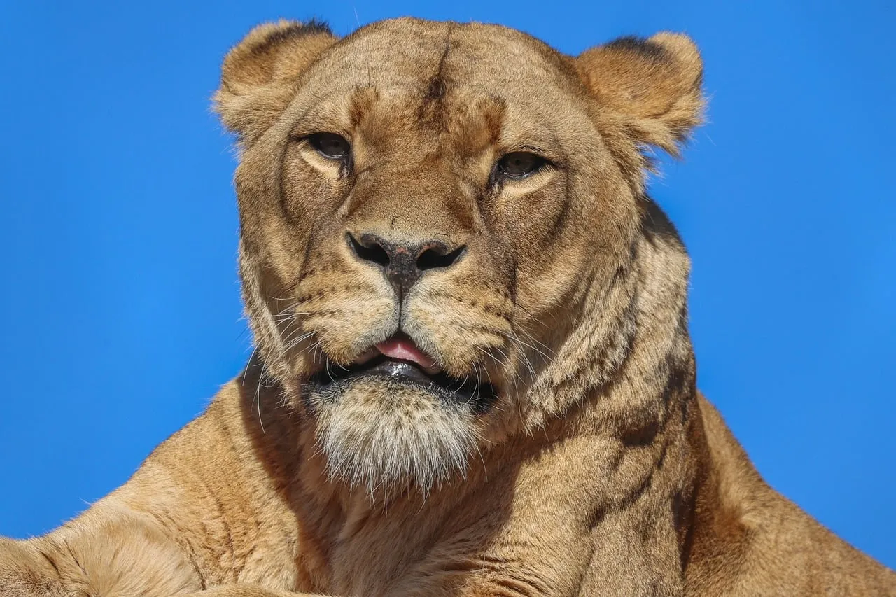 Majestic Lioness: Queen of the Savanna Under a Blue Sky
