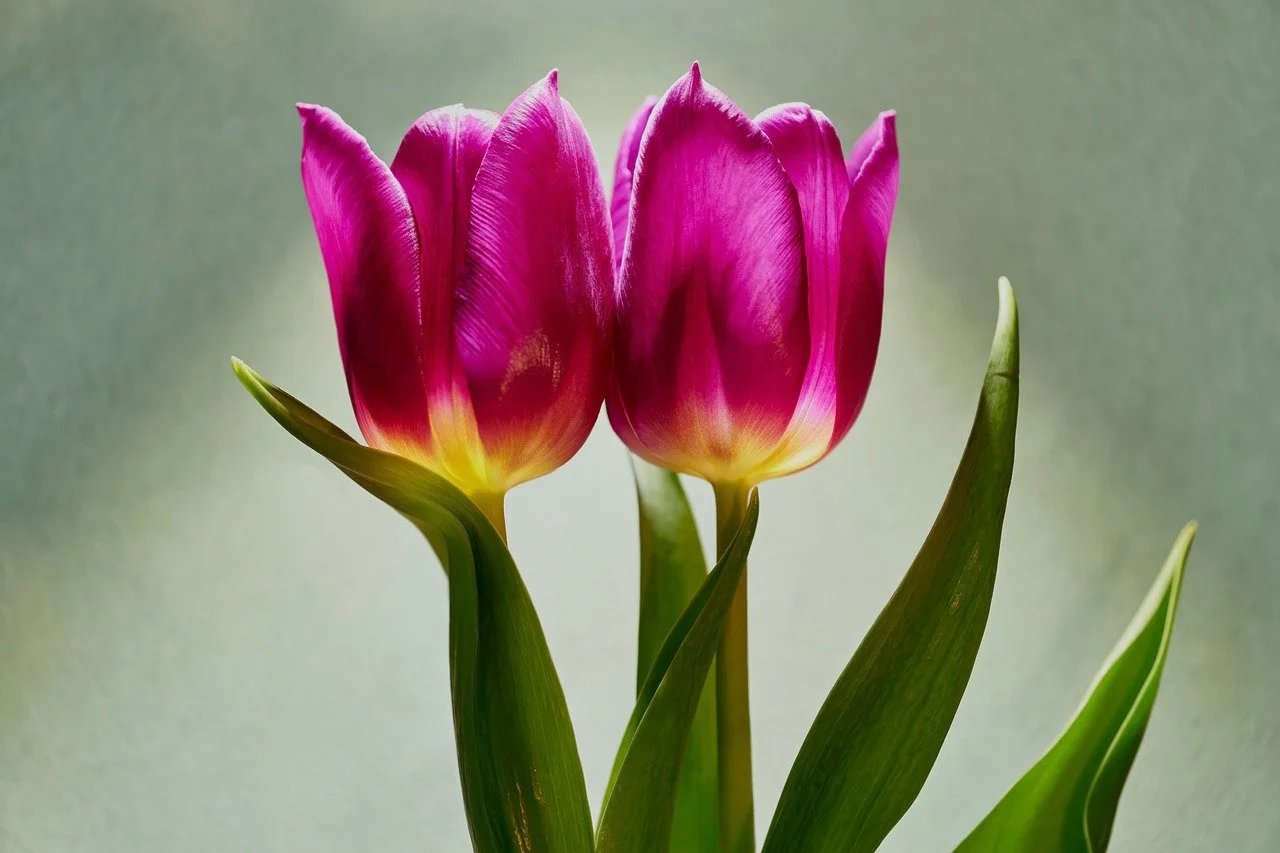 Vibrant Purple Tulips: Elegant Spring Bloom Wallpaper