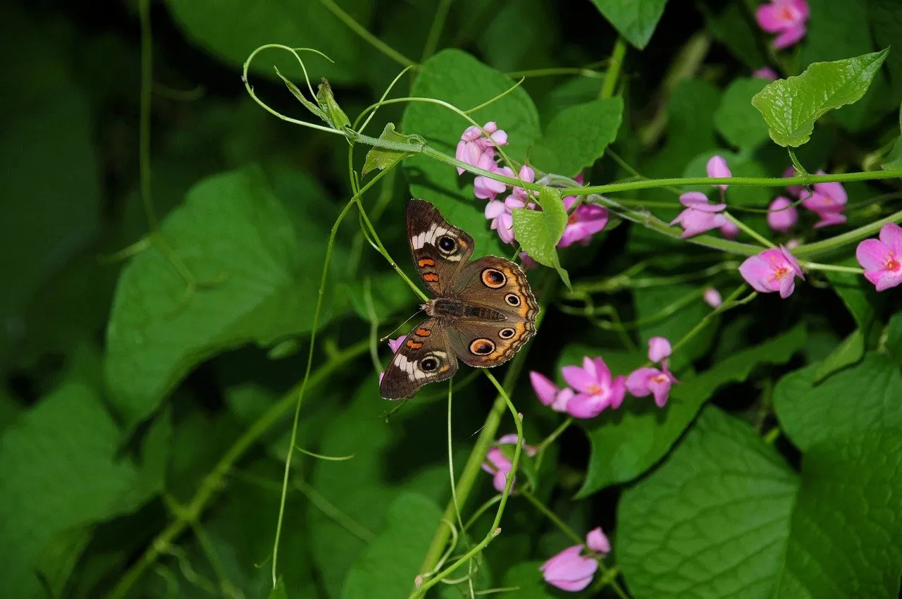 Vibrant Spring: Delicate Butterfly on Pink Creepers