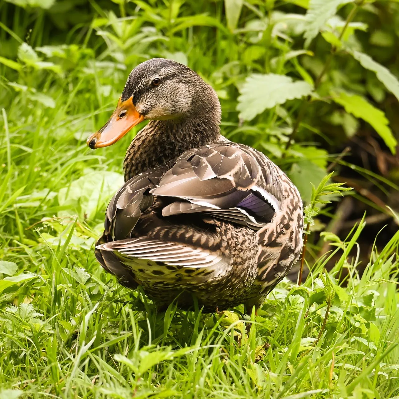 Vibrant Mallard Duck: A Captivating Glimpse in Lush Greenery