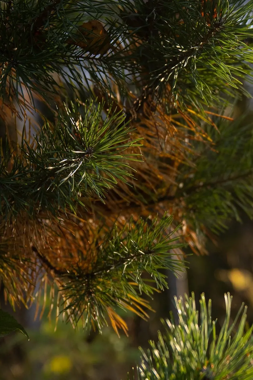 Sun-Kissed Autumn Pine: Nature's Tranquil Beauty Unveiled