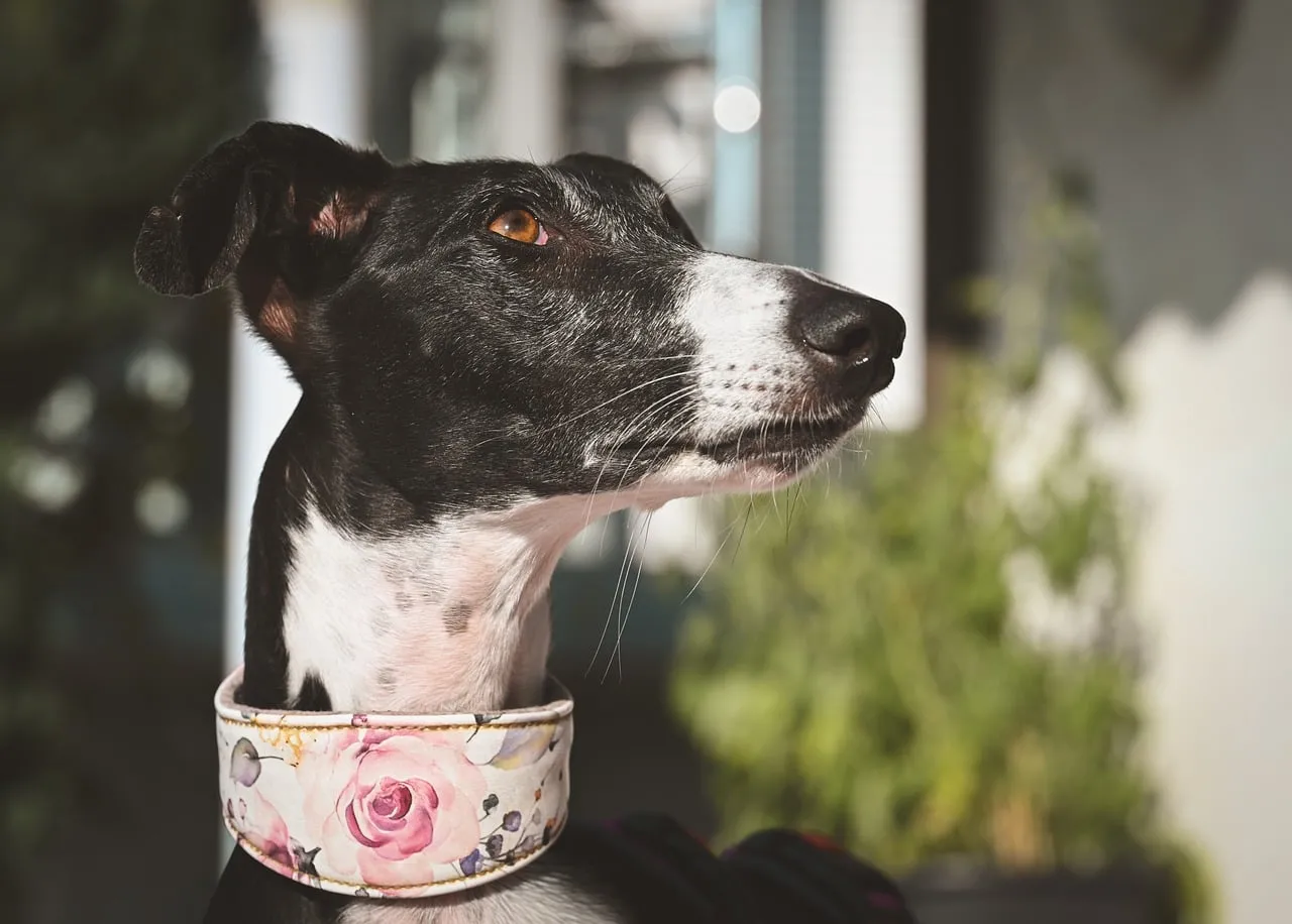 Elegant Greyhound Portrait: Adorable Pet with Floral Collar