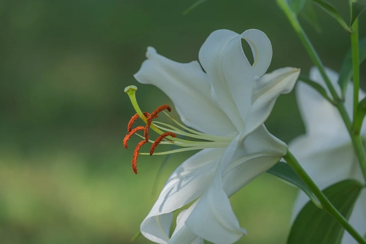 Stunning White Lily Macro: Nature's Delicate Beauty Up Close