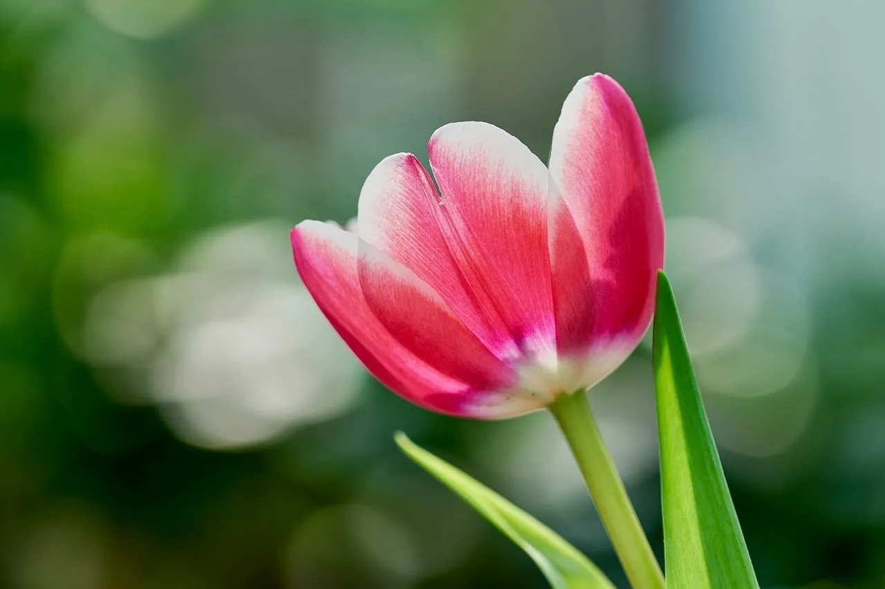 Vibrant Pink Tulip: Macro Blossom Amidst Blurred Greenery