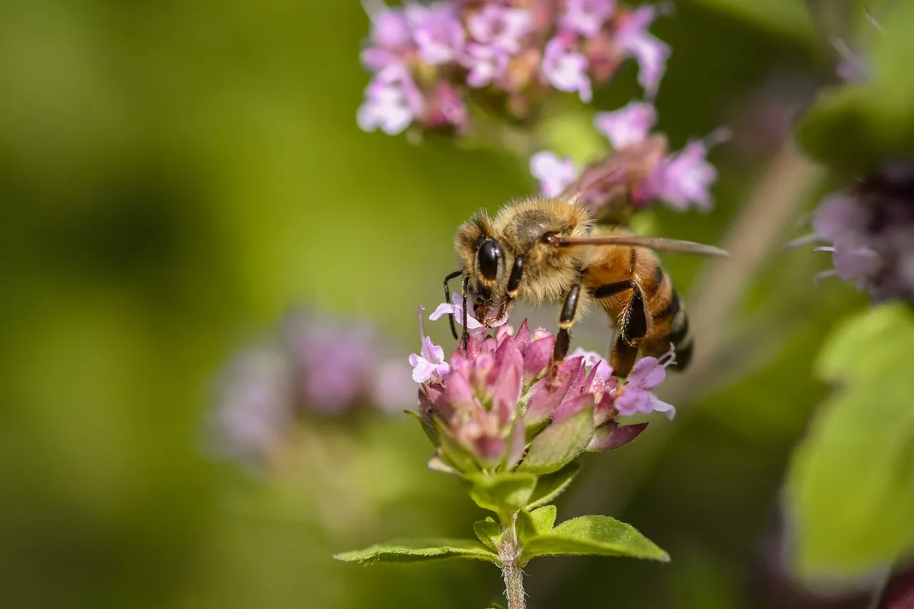 Vibrant Macro: Honey Bee Pollinating Wildflower