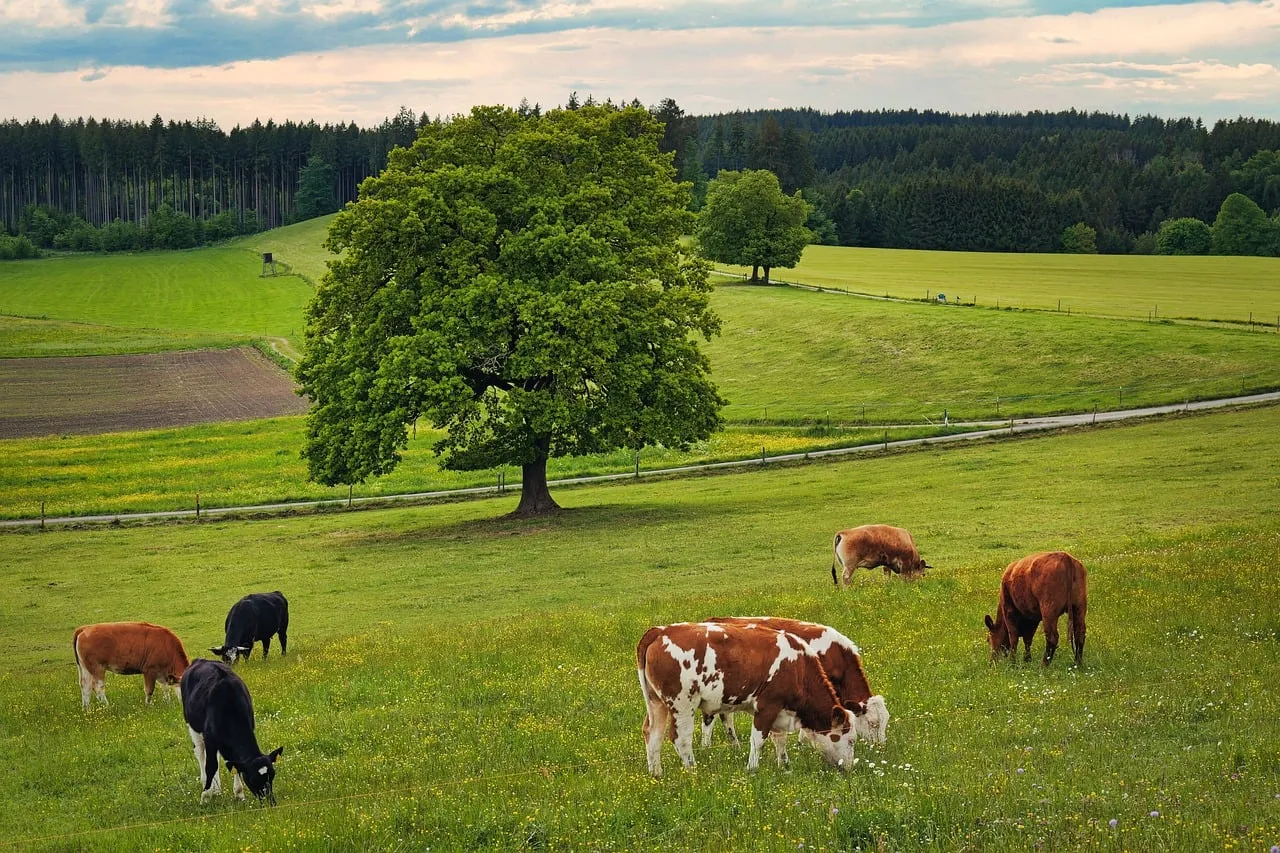 Serene Sunset Pasture: Grazing Cows Amidst Nature's Canvas