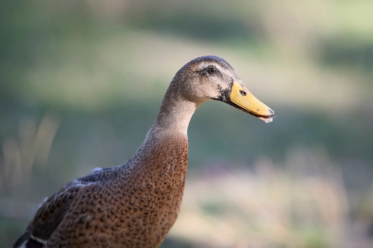 Graceful Indian Runner Duck: A Stunning Nature Portrait