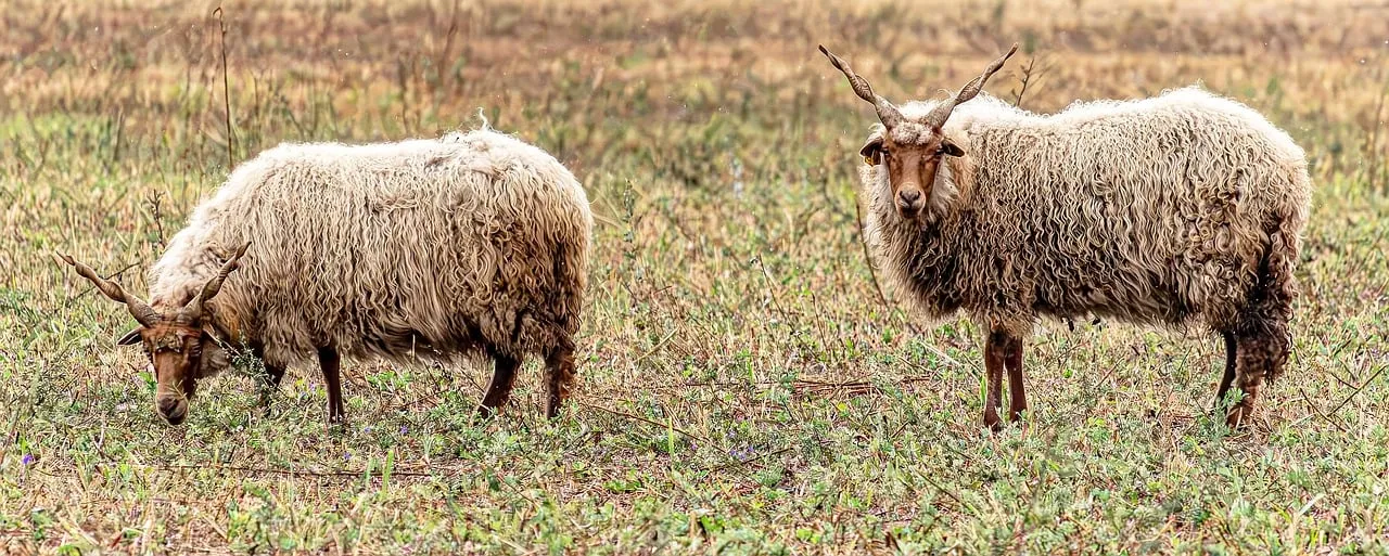 Majestic Hungarian Racka Sheep Grazing in Rural Pasture