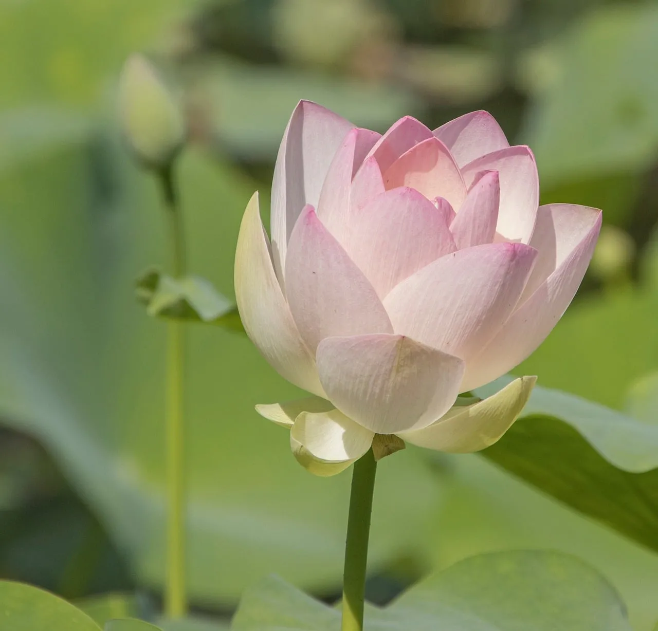 Serene Pink Lotus: A Symbol of Purity and Tranquility