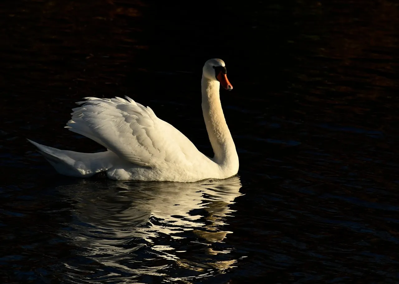 Graceful Swan's Serene Reflection on Dark Water