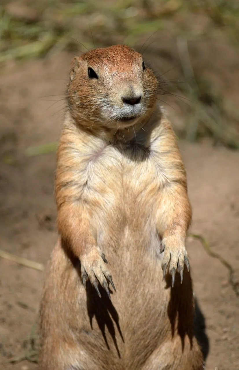 Curious Prairie Dog: Adorable Wildlife Close-up