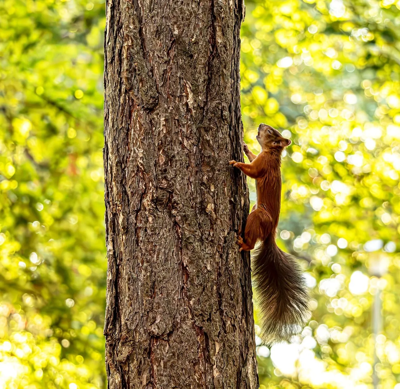 Sunlit Squirrel's Ascent: Nature's Agile Climber