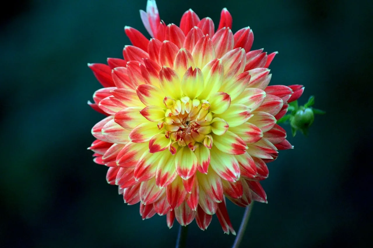 Vibrant Dahlia: A Symphony of Red and Yellow Petals