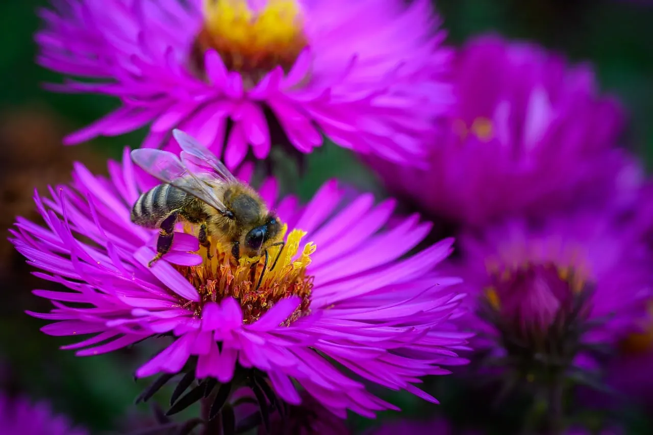 Vibrant Purple Bloom: Honey Bee's Nectar Quest