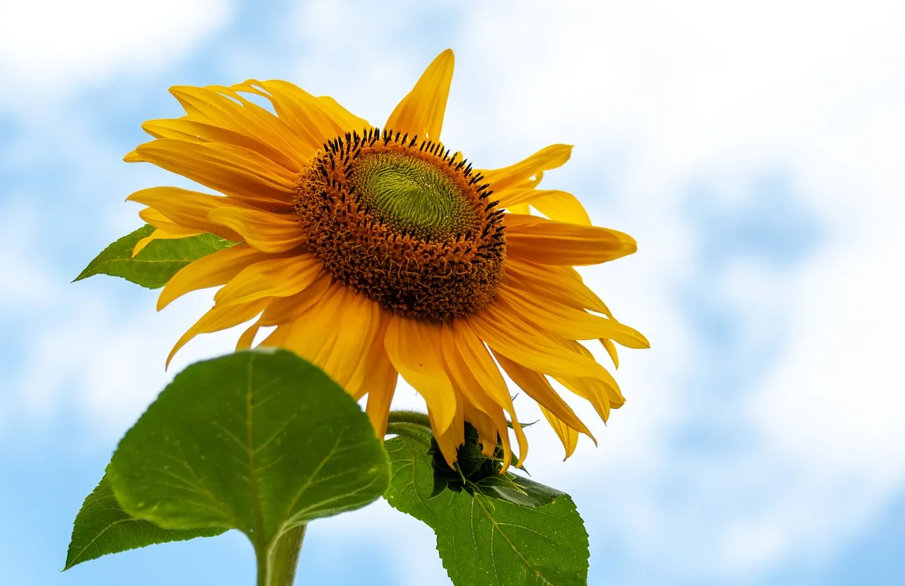 Vibrant Sunflower Blooming Under Azure Sky