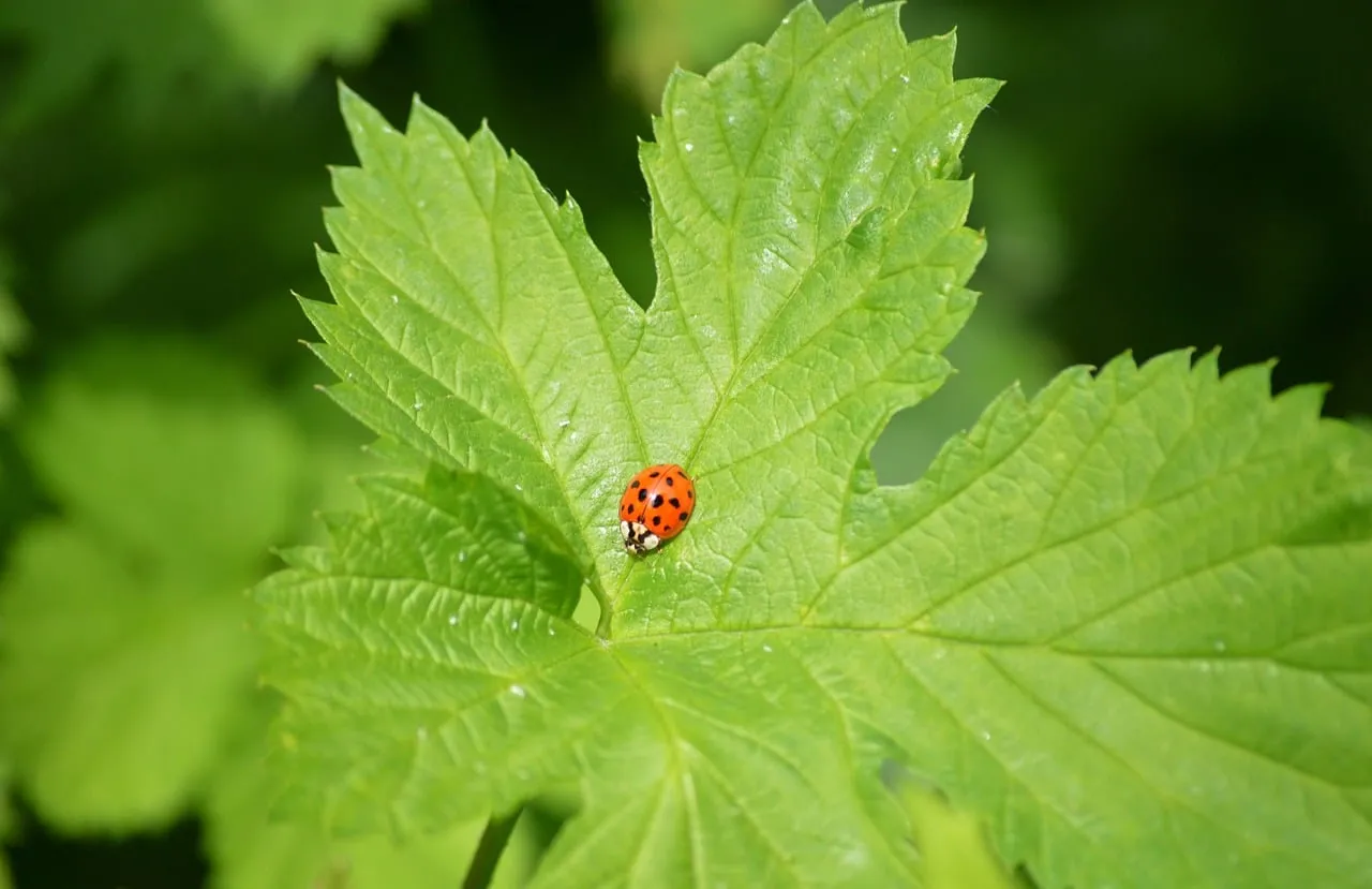 Vibrant Ladybug on Leaf: A Macro Nature Delight
