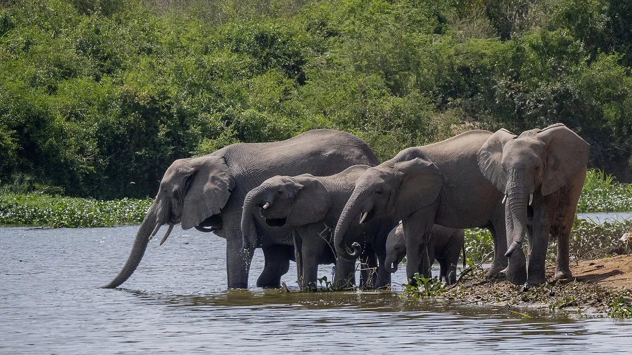Majestic Elephant Herd Quenches Thirst at Serene Waterhole