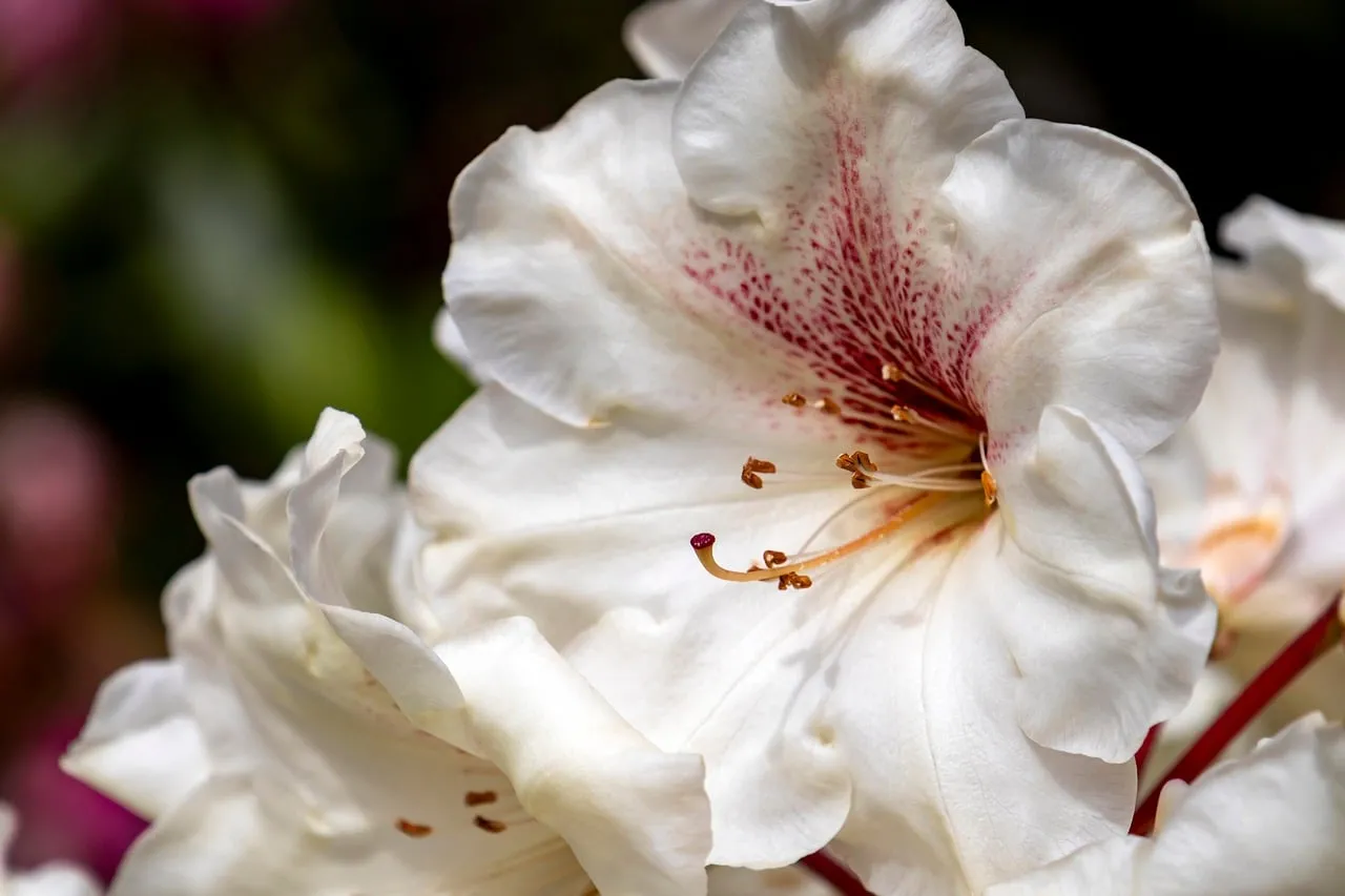 Stunning White Rhododendron Blossom: A Spring Garden Gem