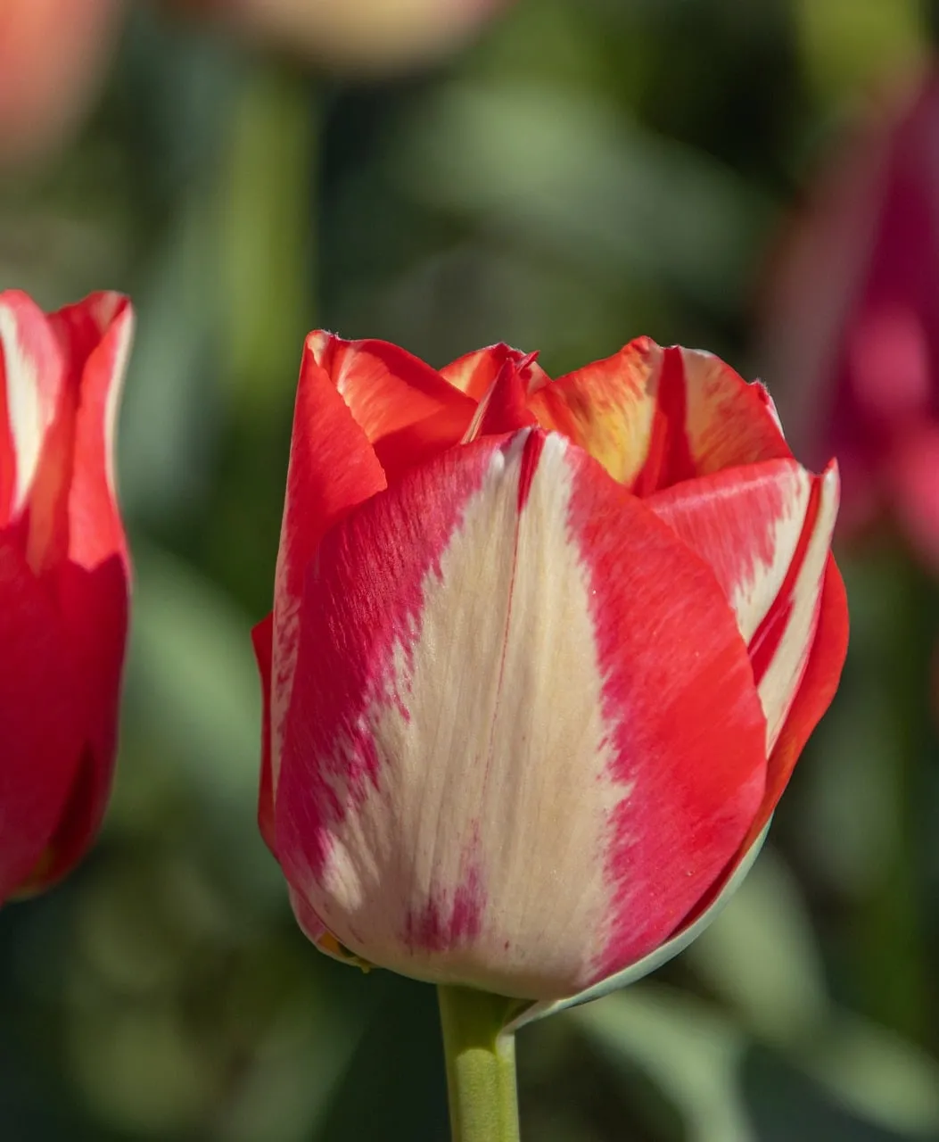 Vibrant Spring Tulip: A Symphony of Red and Cream