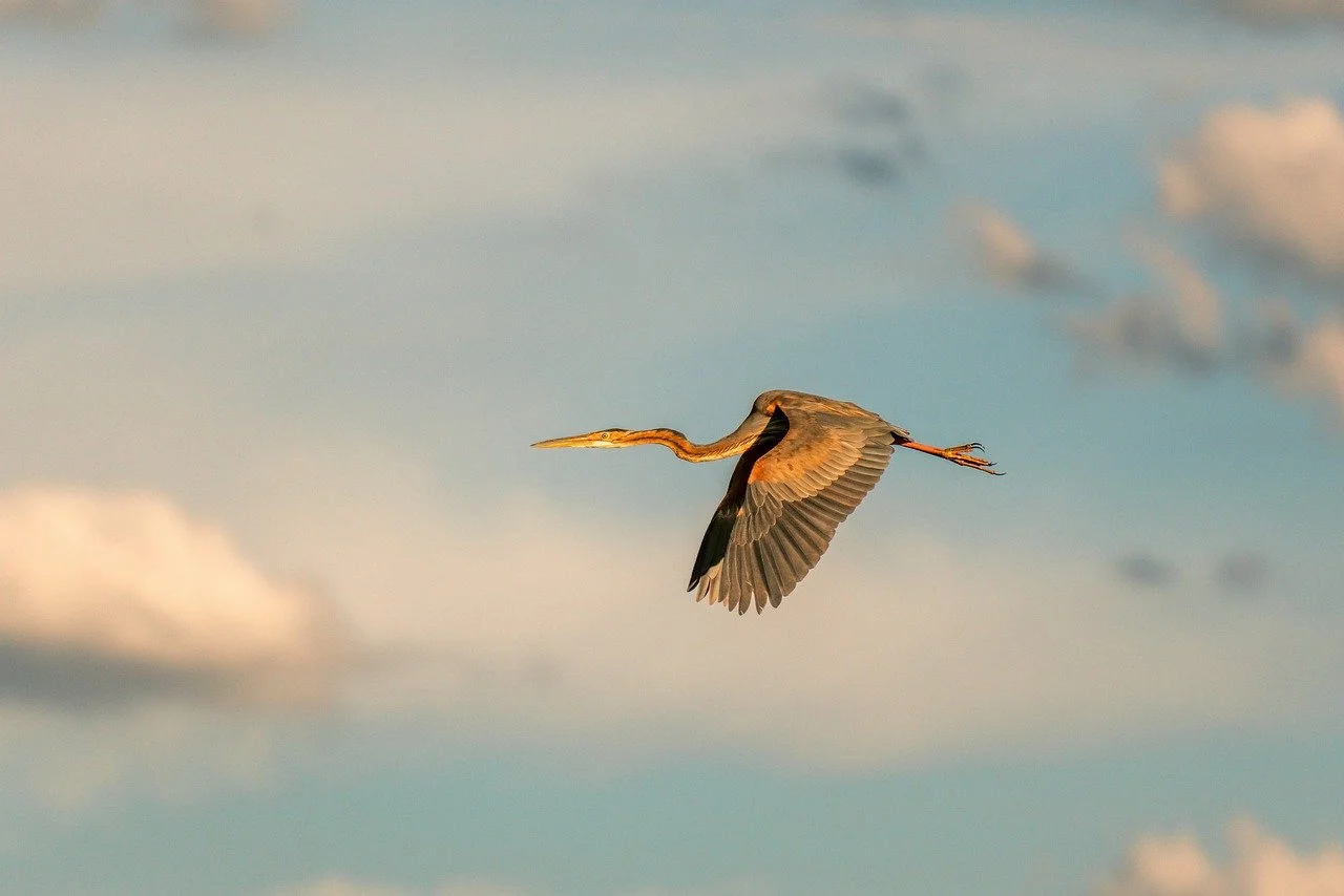 Majestic Heron Soaring: Wildlife in the African Sky