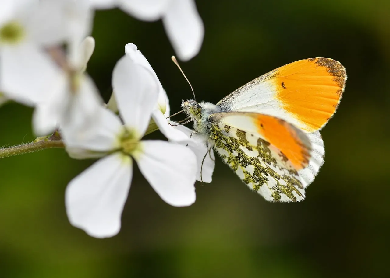 Vibrant Orange-tip Butterfly on Delicate White Bloom