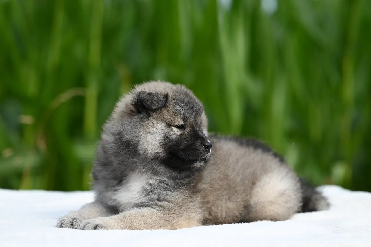 Adorable Fluffy Eurasier Puppy Resting Peacefully
