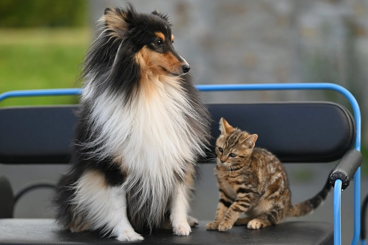 Charming Duo: Shetland Sheepdog Stuart and Adorable Kitten Mila