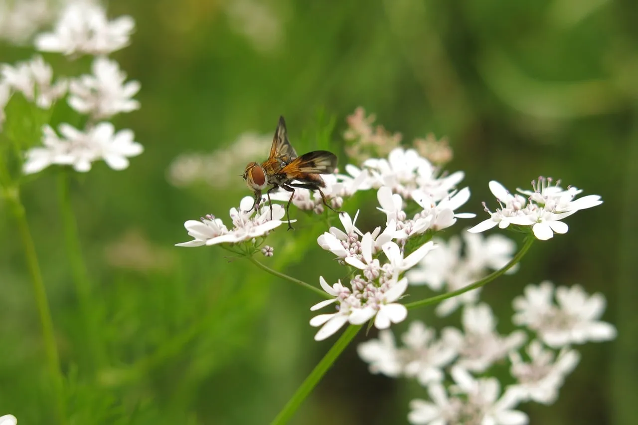Vibrant Macro: Fly on White Coriander Flowers in Nature's Detail