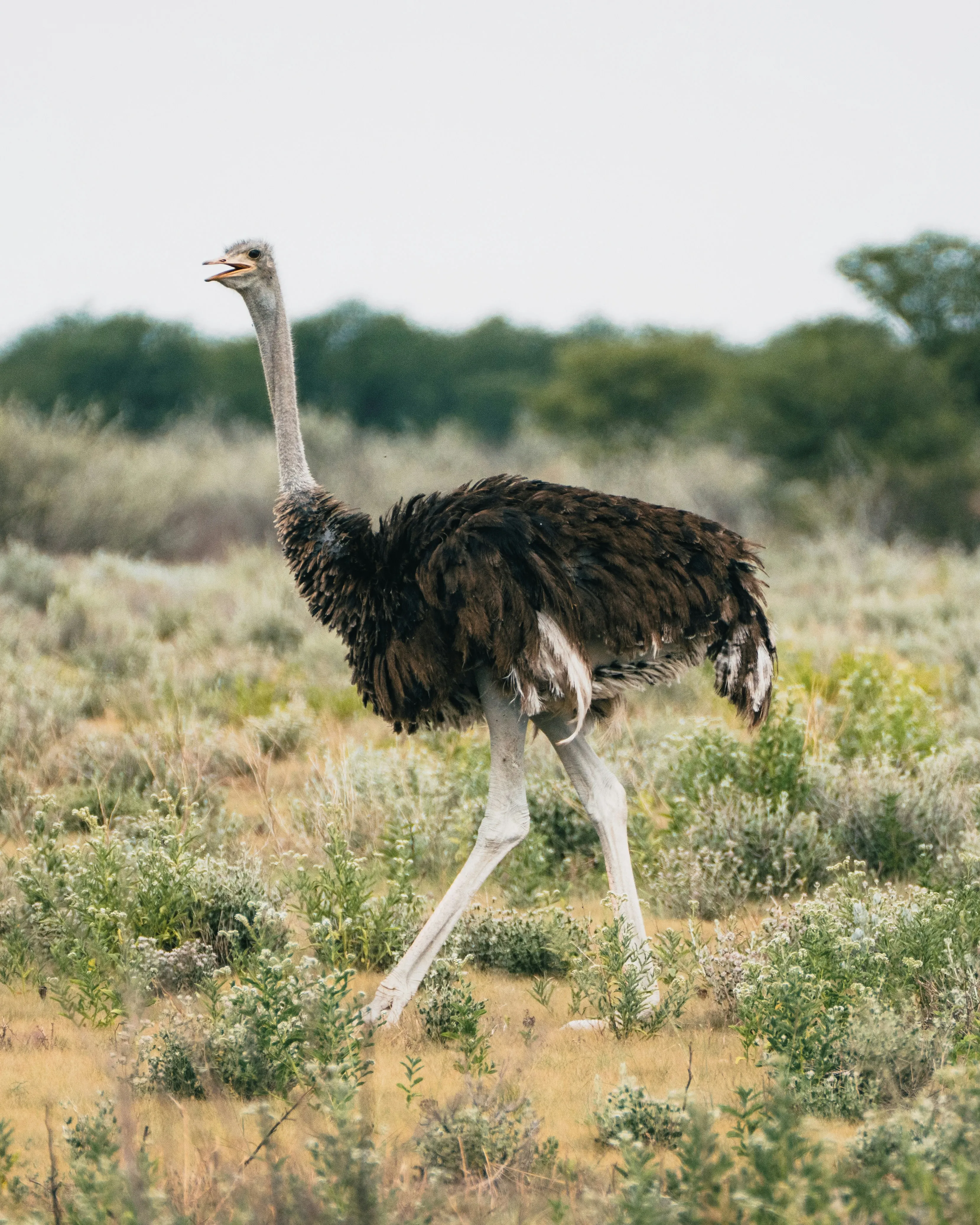 Majestic Ostrich Striding Through Arid Grasslands