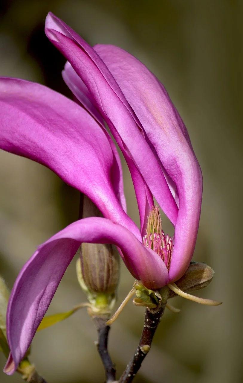 Vibrant Purple Magnolia: Close-up of a Spring Blossom