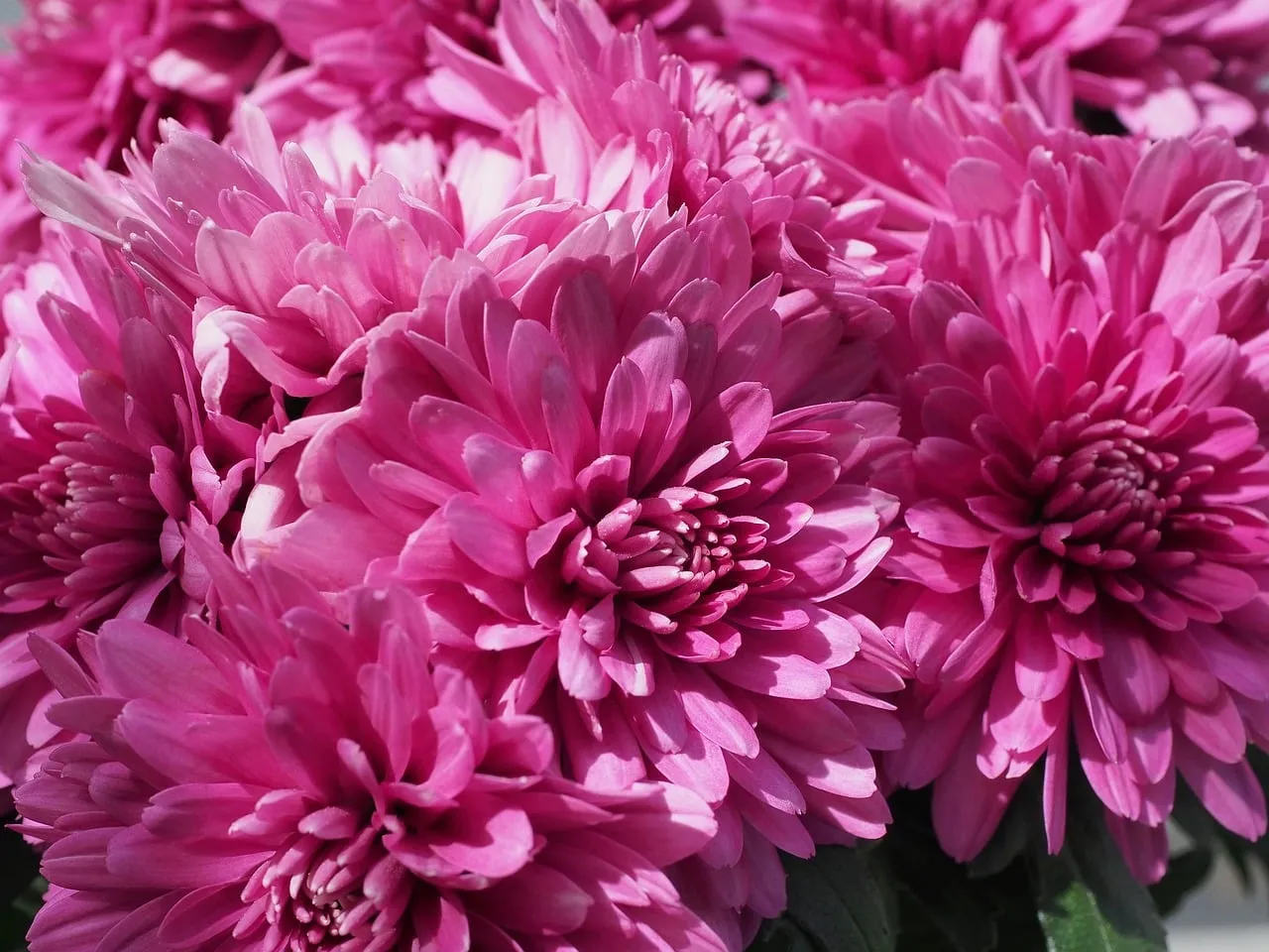 Vibrant Pink Asters: Autumn's Delicate Floral Embrace