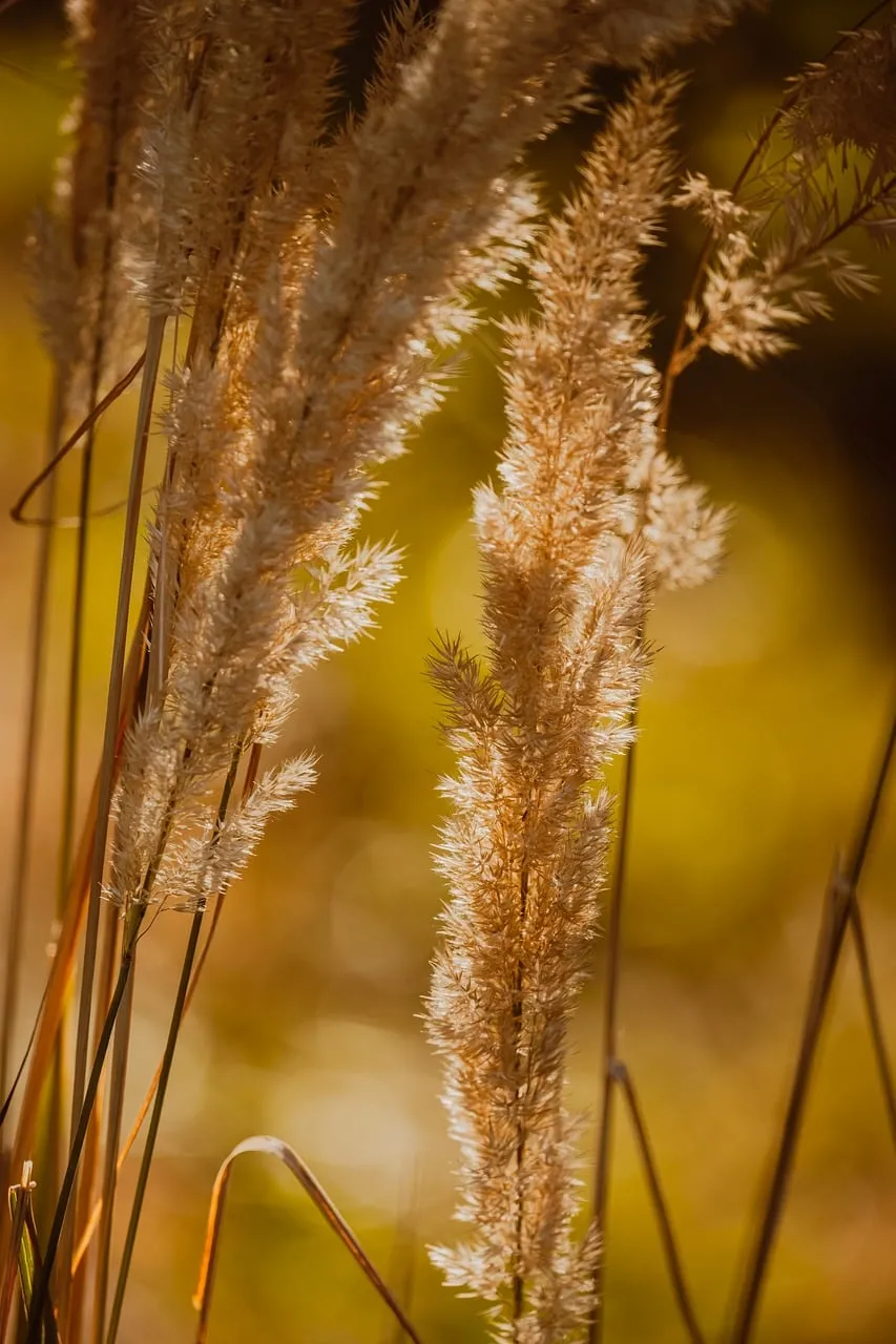 Golden Hour Glow: Soft Pampas Grass in Autumn Hues