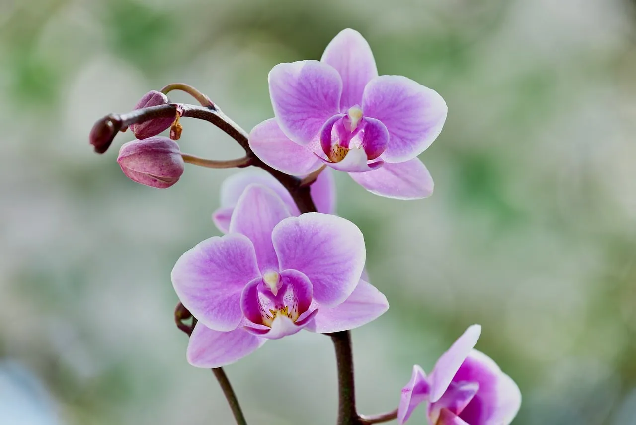 Stunning Purple Orchid Blooms: Nature's Delicate Beauty