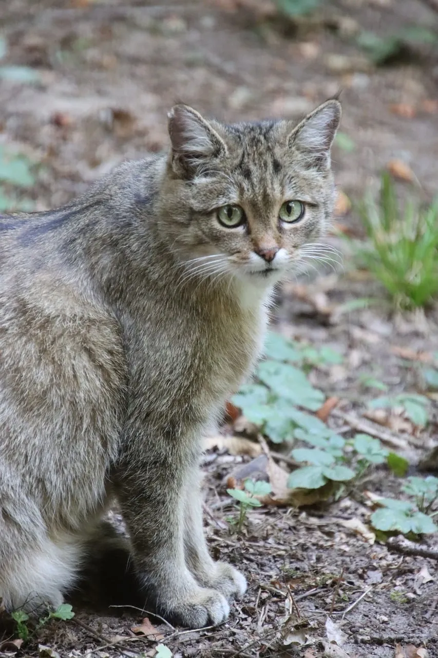 Alert Wildcat: Majestic Gaze in its Natural Habitat