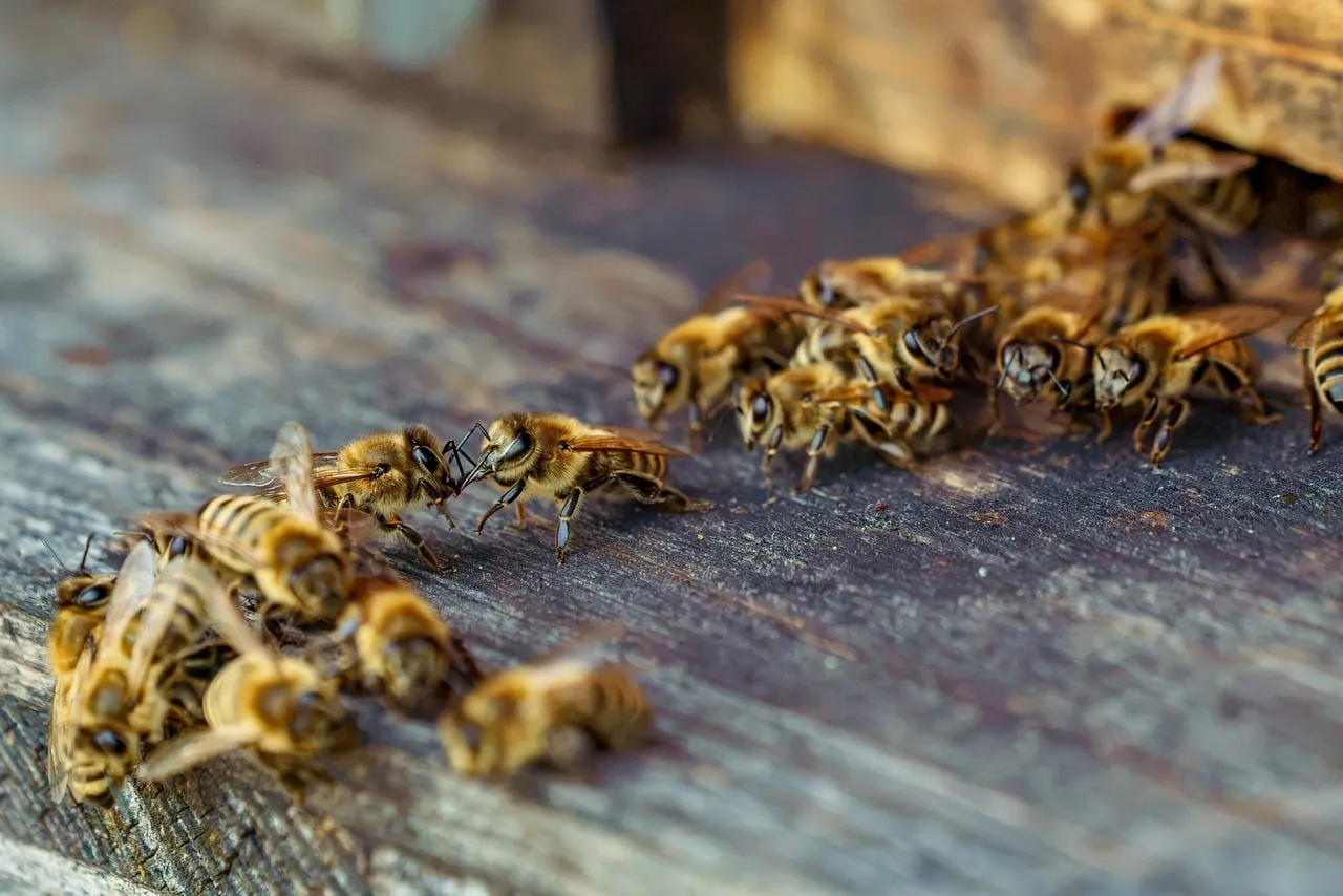 Buzzing Biodiversity: Honeybees Guarding Their Hive Entrance