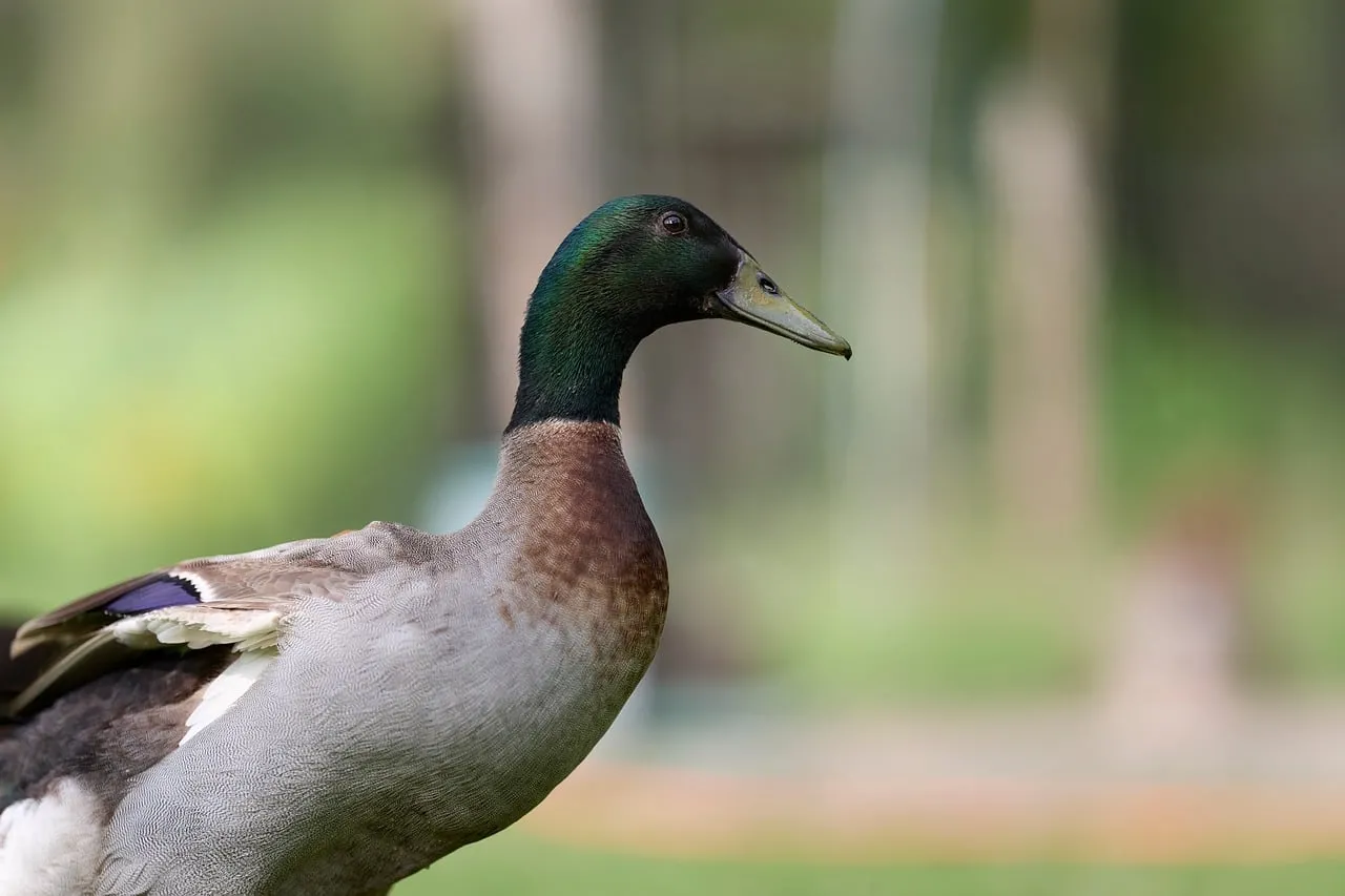 Vibrant Indian Runner Duck: Graceful Nature Portrait