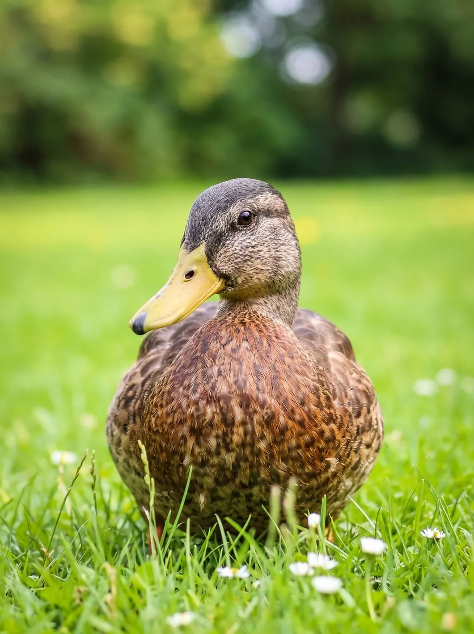 Vibrant Mallard Duck: A Serene Spring Close-up