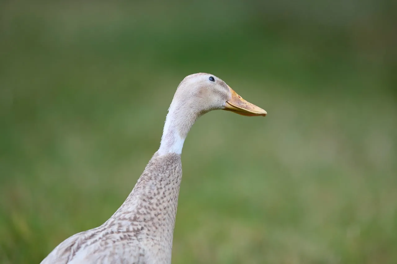 Graceful Duck in Rustic Nature: A Calming Countryside Glimpse