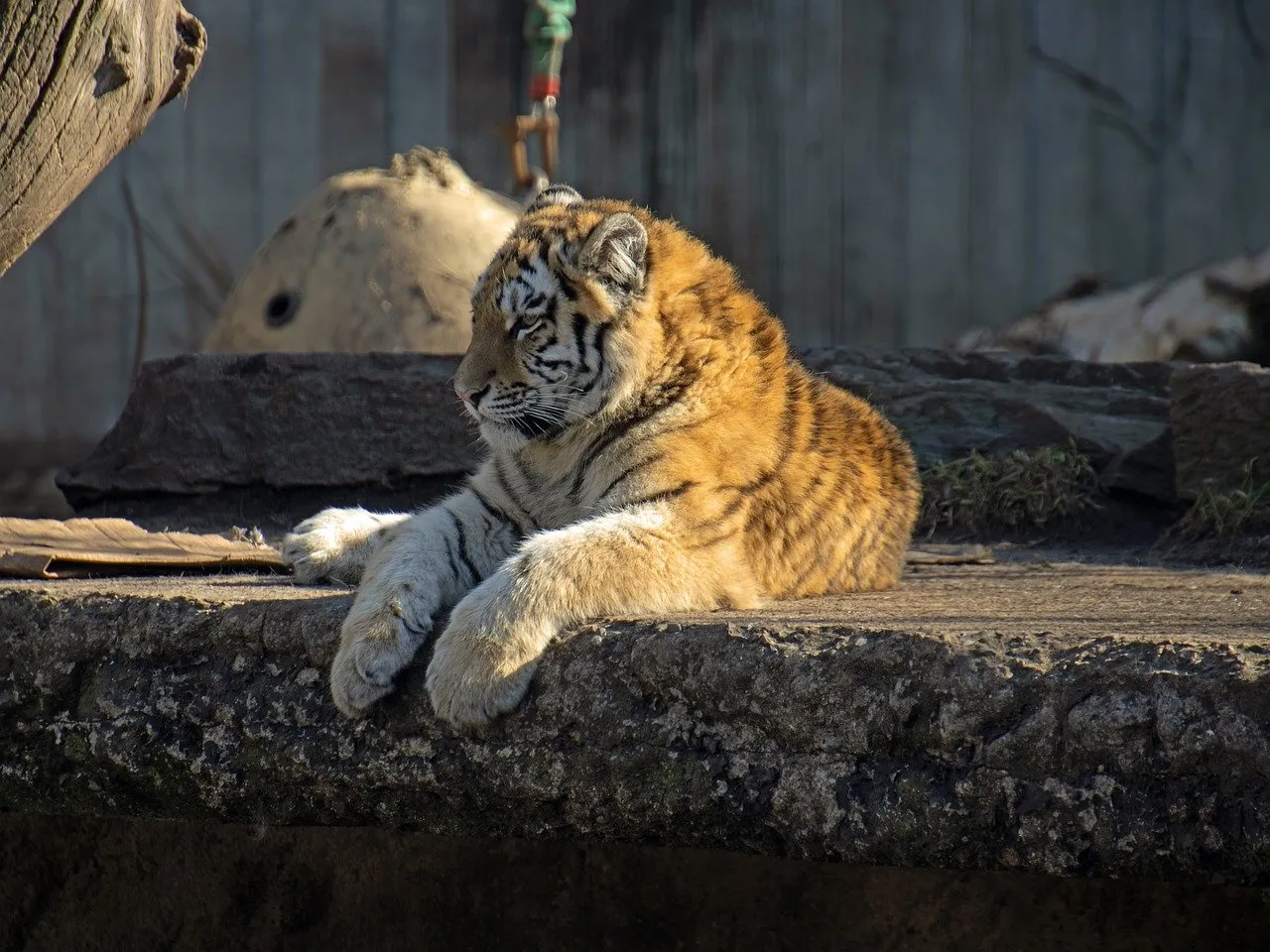 Adorable Tiger Cub: Savannah Serenity Captured