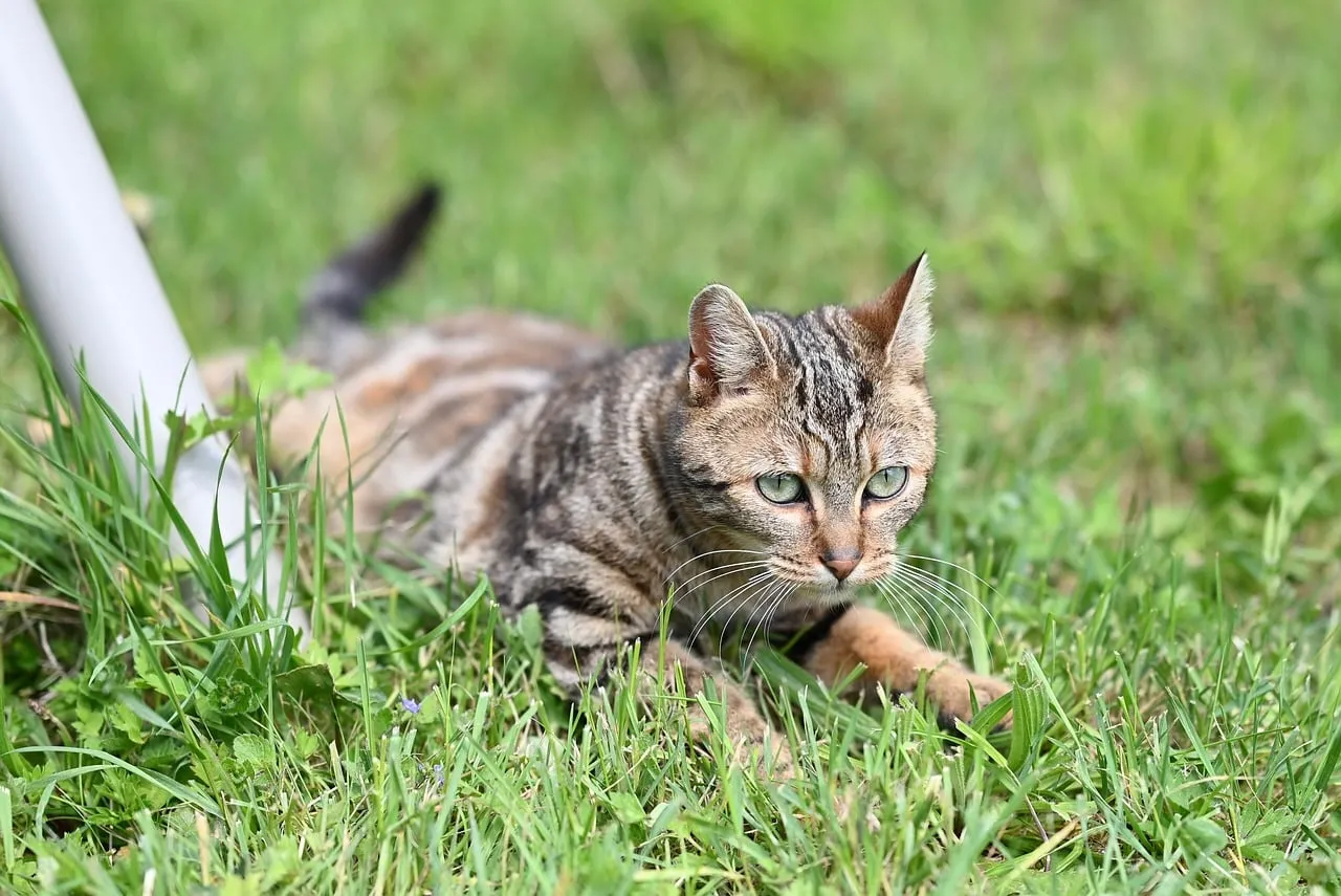 Vivid Feline Gaze: Mila the Cat in Lush Grass